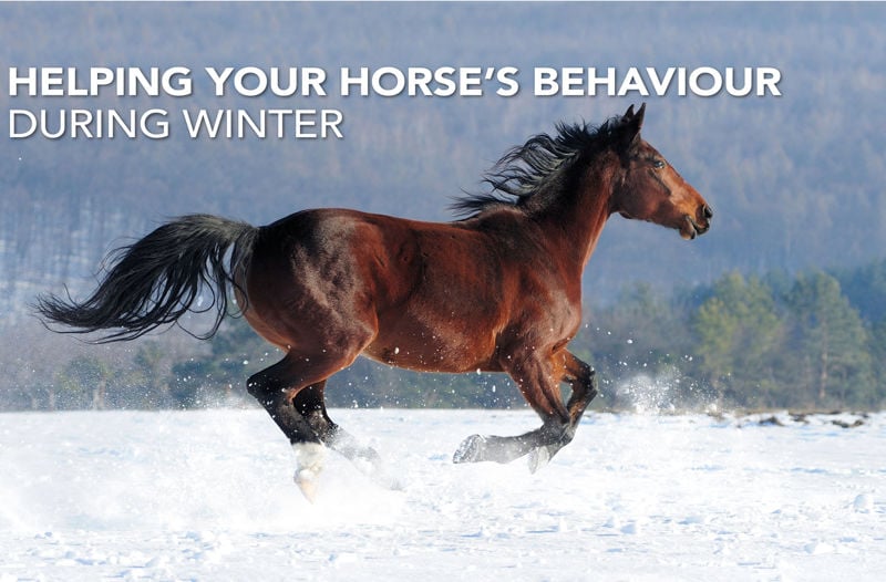 Helping your horse's behaviour during winter